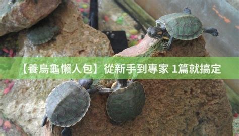 養陸龜禁忌|【養烏龜懶人包】：從新手到專家，1篇就搞定